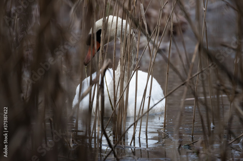 Łabędź niemy Cygnus olor w trzcinie photo