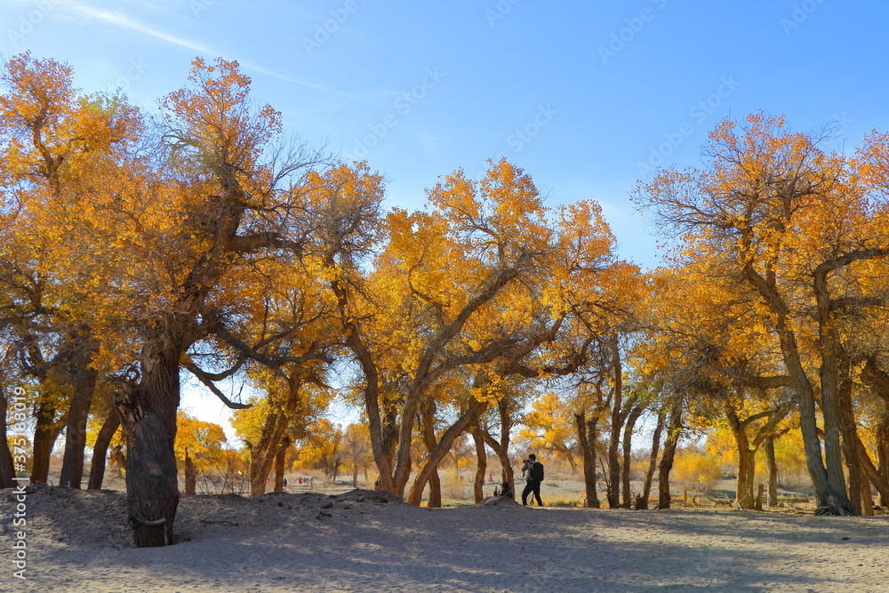 Every Autumn, poplar trees (Populus euphratica, or Huyang tree in Chinese) turn golden in Ejin Poplar Forest National Nature Reserve Park, Ejin Banner, Inner Mongolia, China.