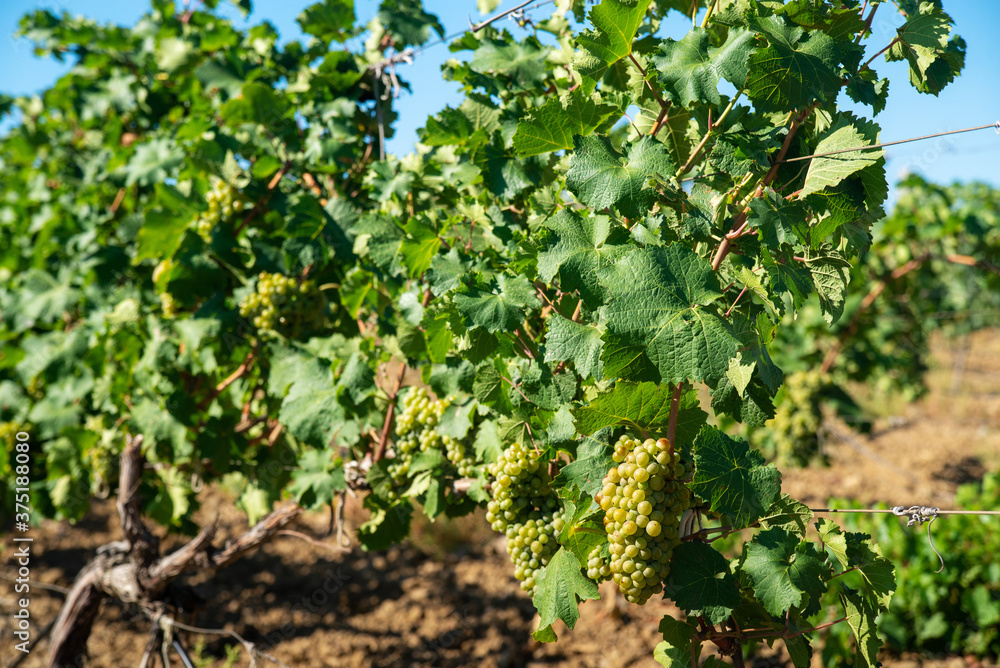 Ripe white grapes in the vineyard