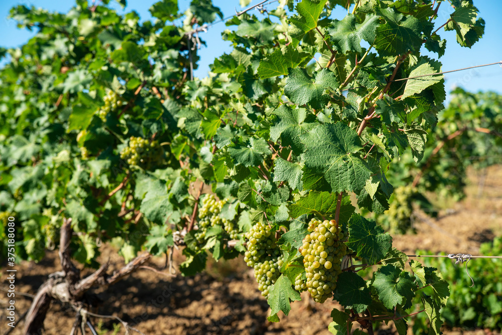 Ripe white grapes in the vineyard Ripe white grapes in the vineyard
