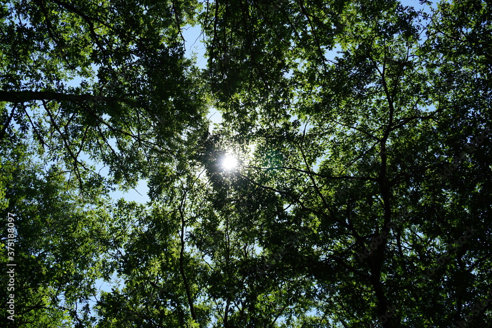 Fototapeta premium sun shining through trees