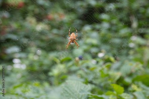 Nahaufnahme einer Kreuzspinne in der Mittel des Spinnennetzes © Stefan