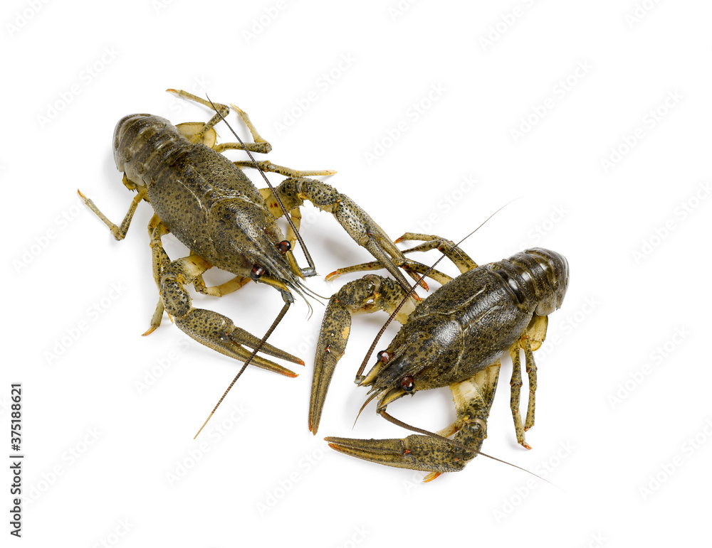 Fresh raw crayfishes isolated on white, top view. Healthy seafood Fresh raw crayfishes isolated on white, top view. Healthy seafood