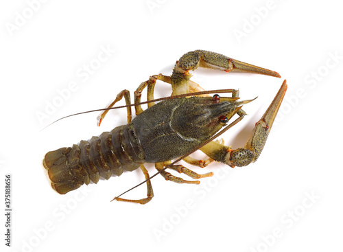 Fresh raw crayfish isolated on white, top view. Healthy seafood