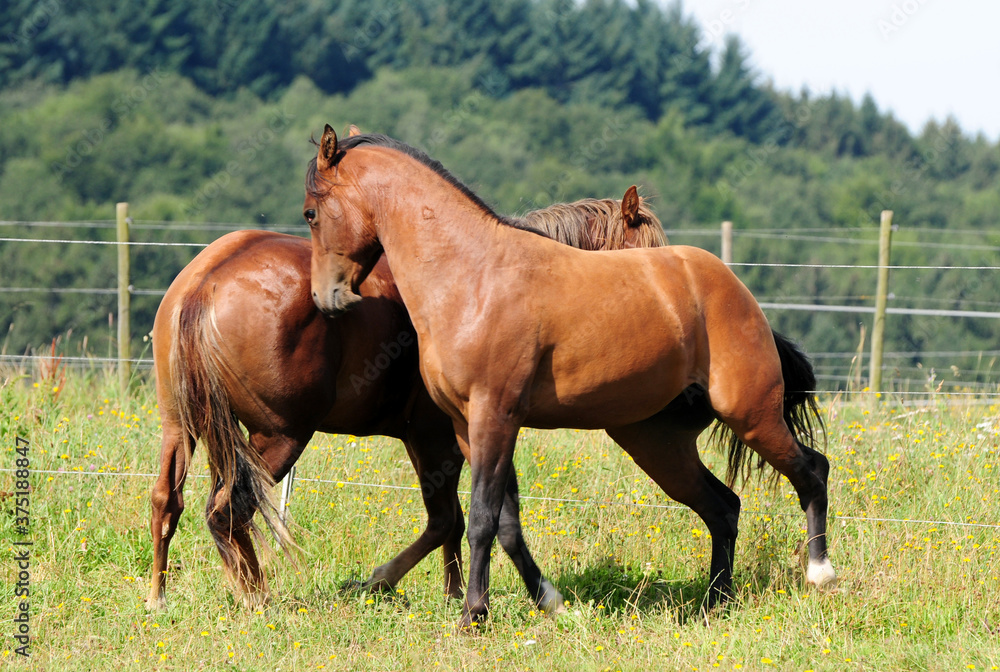 Zweijährige American Quarter Horse Hengste Zweijährige American Quarter Horse Hengste