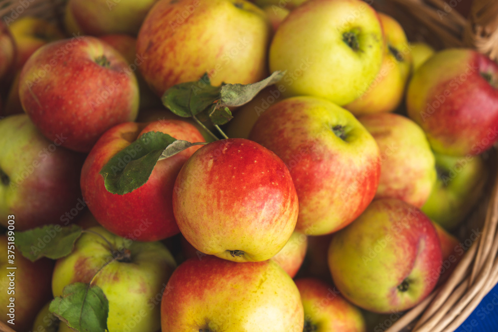 the harvested summer harvest of ripe, juicy apples the harvested summer harvest of ripe, juicy apples