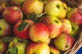 the harvested summer harvest of ripe, juicy apples