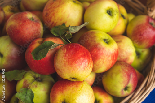 the harvested summer harvest of ripe  juicy apples