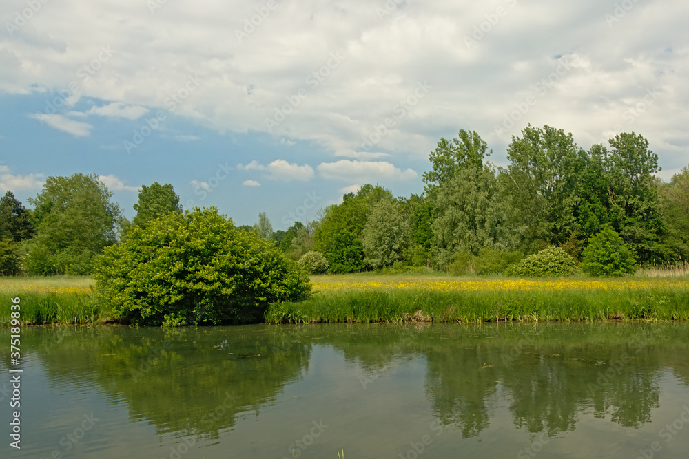 Meadow with wildflowers and green trees reflecting in the water of a pool in the Flemish countryside 