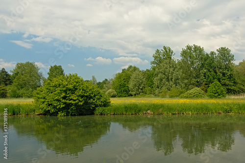 Fototapeta Naklejka Na Ścianę i Meble -  Meadow with wildflowers and green trees reflecting in the water of a pool in the Flemish countryside 