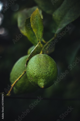 Wallpaper Mural Fruto de limón aun en su mata Torontodigital.ca