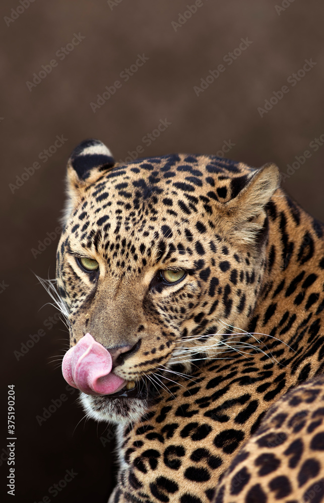 Hungry Leopard with Intense Stare Licking its Lips Hungry Leopard with Intense Stare Licking its Lips