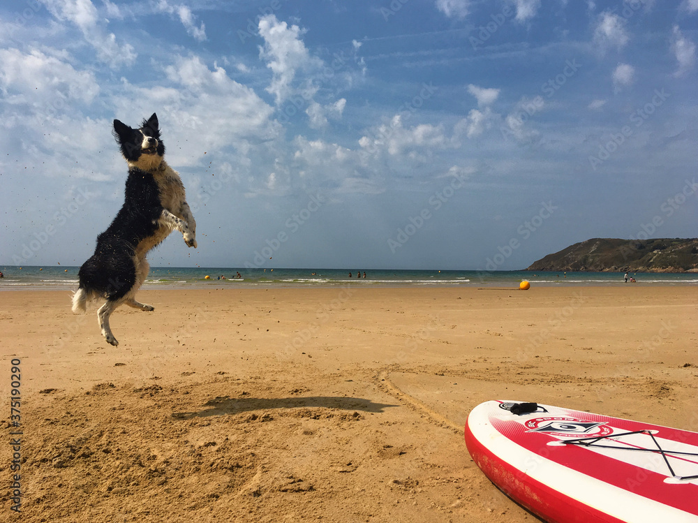 Obraz premium chien mer paddle saut