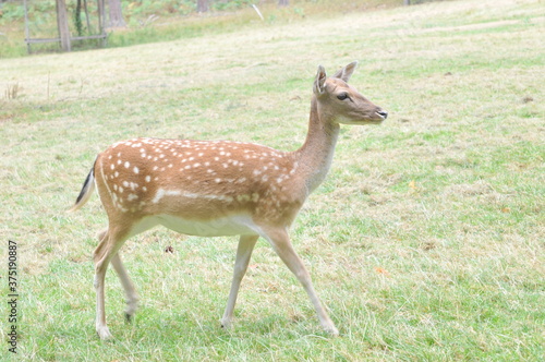 Portrait of sika deer standing on grass.