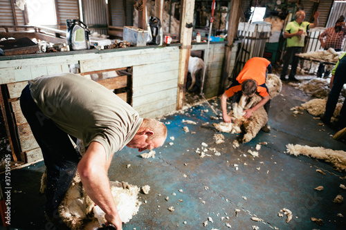 Australian Shearers at Work photo