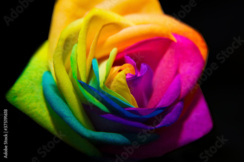 Rainbow rose on black background