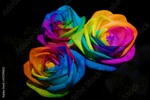 Rainbow roses on black background