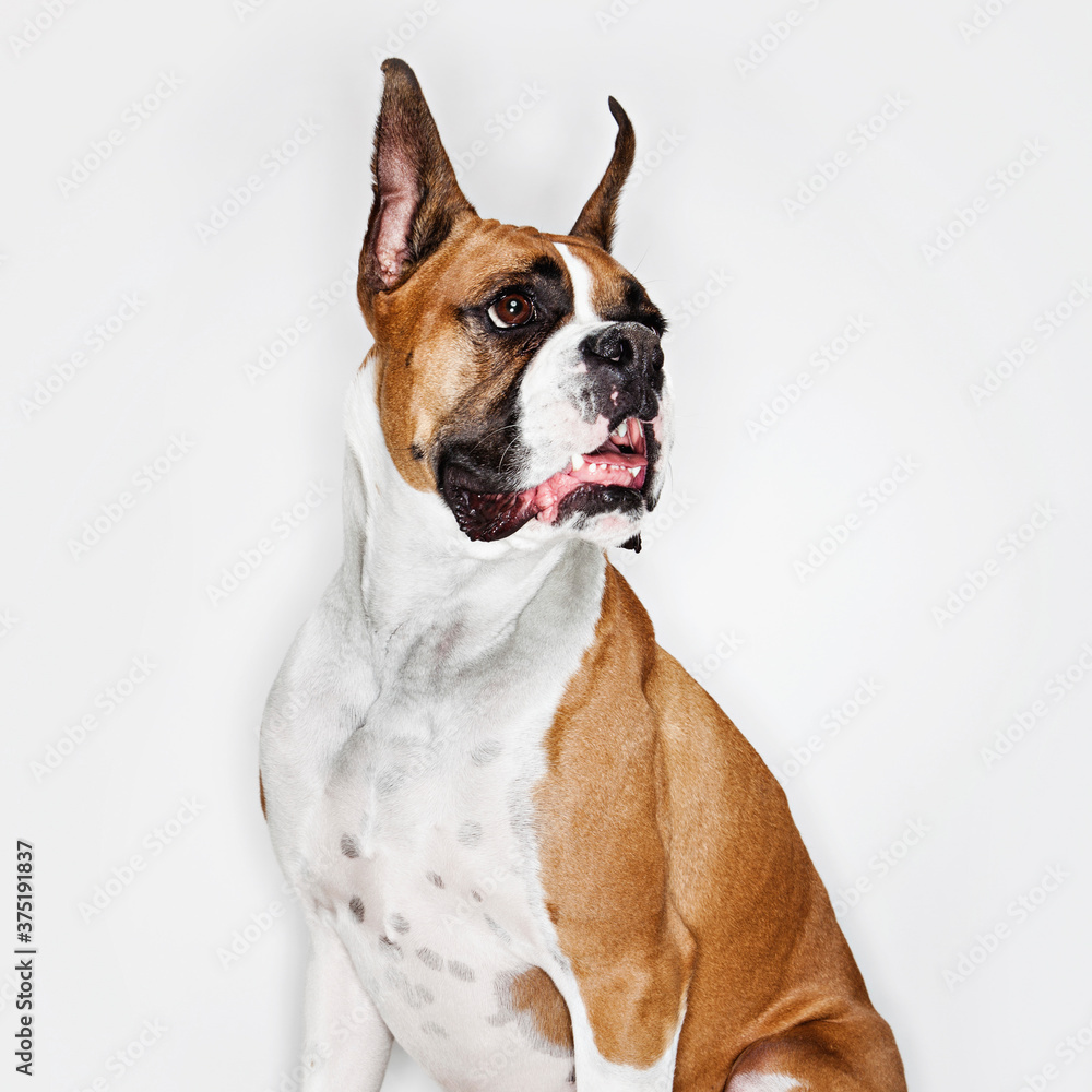 A portrait of a boxer looking away from the camera A portrait of a boxer looking away from the camera