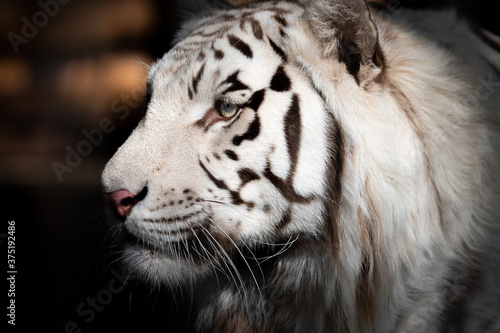 Fototapeta Naklejka Na Ścianę i Meble -  Weißer Tiger