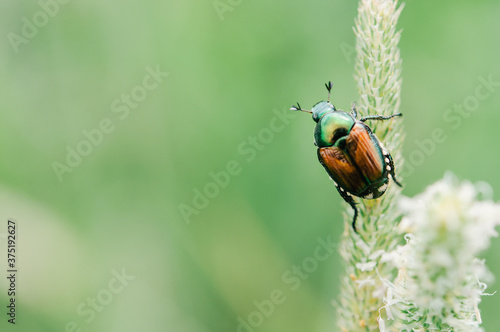 macro of japanese beetle climbing stalk of grass photo