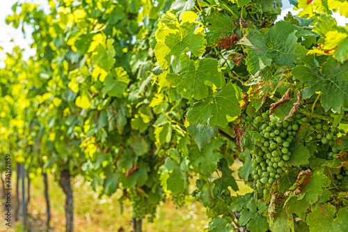 Wallpaper Mural thuringian wineyard near bad Sulza Torontodigital.ca
