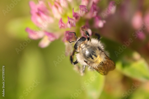 a bumblebee perched on a clover flower