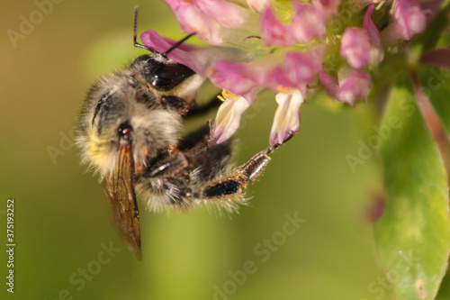 a bumblebee hung on a clover flower