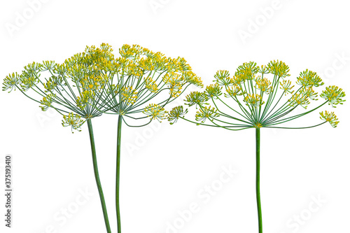 Foto flowering dill branch on white background