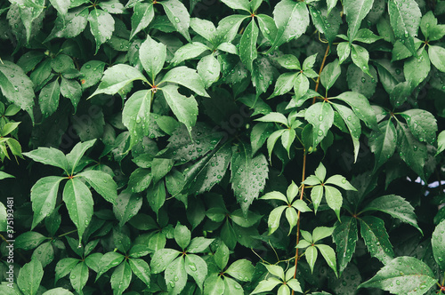 Virginia creeper vine and leaves photo