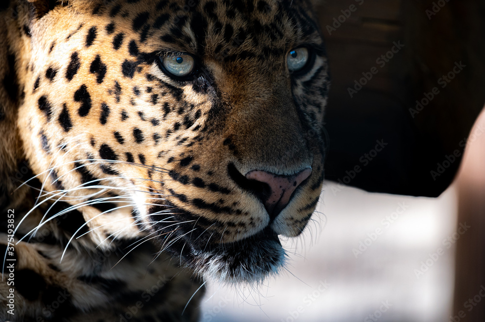Fototapeta premium Jaguar