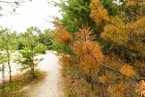 Foto vertrocknete Kiefer als Waldbrandgefahr