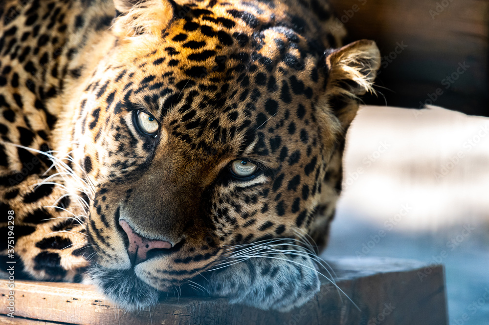 Fototapeta premium Jaguar