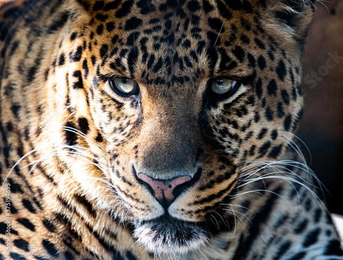 Jaguar © Eduard Stebner