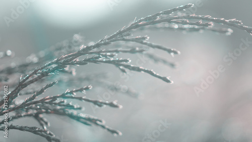 green young thuja branches covered with hoarfrost on blurred background, close view 