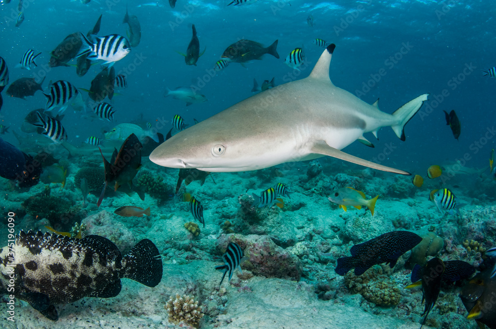 Black tip Reef Shark on coral reef Black tip Reef Shark on coral reef