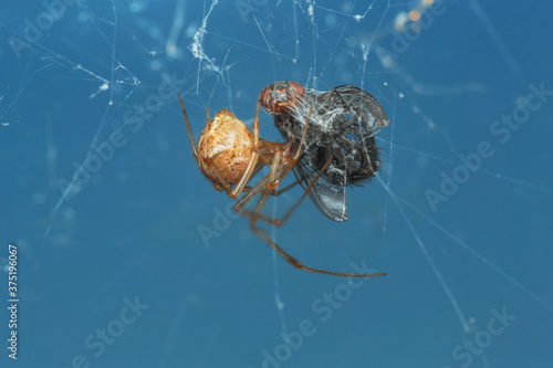 Spider feeding on a house fly that's trapped in the spider's web