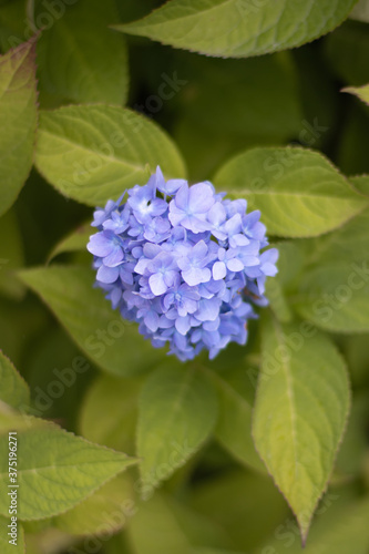 Blue flower in the garden