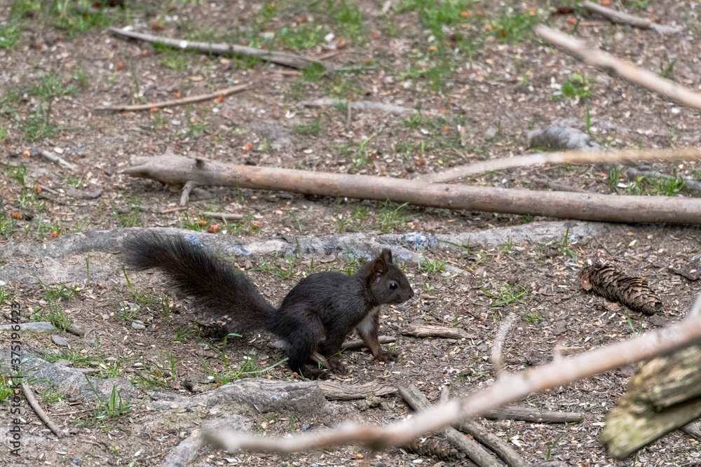 Eichhörnchen schwarz