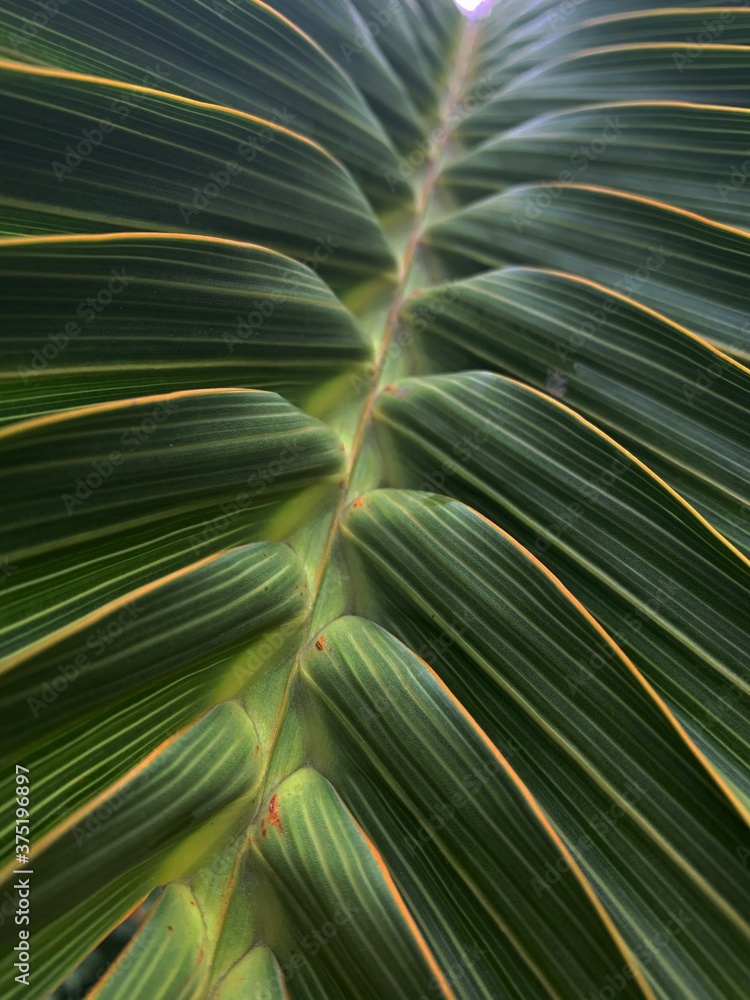 Fototapeta premium palm tree leaves