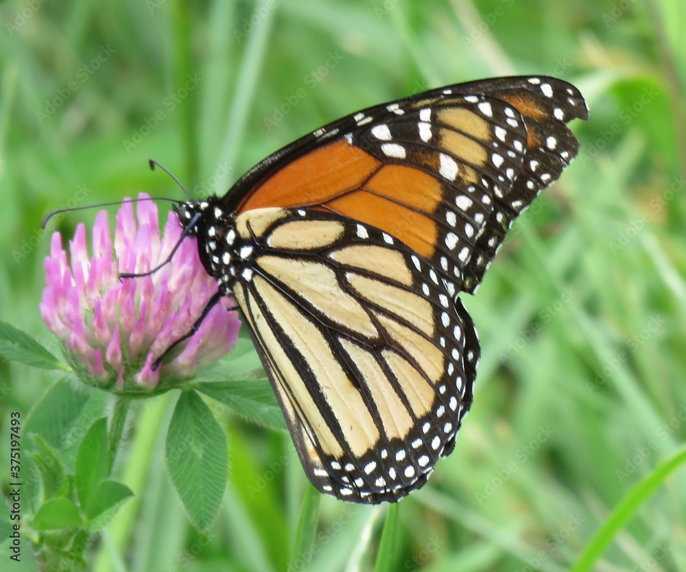 Obraz premium butterfly on a flower