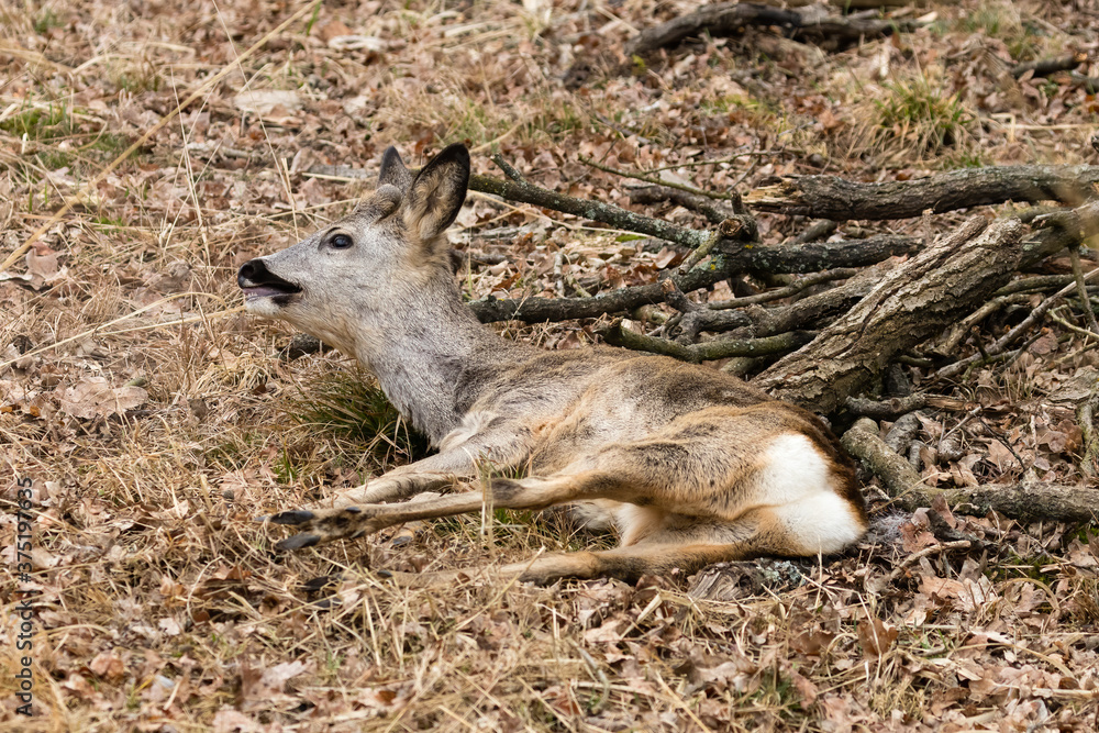 Fototapeta premium Sarna Capreolus ranna w lesie