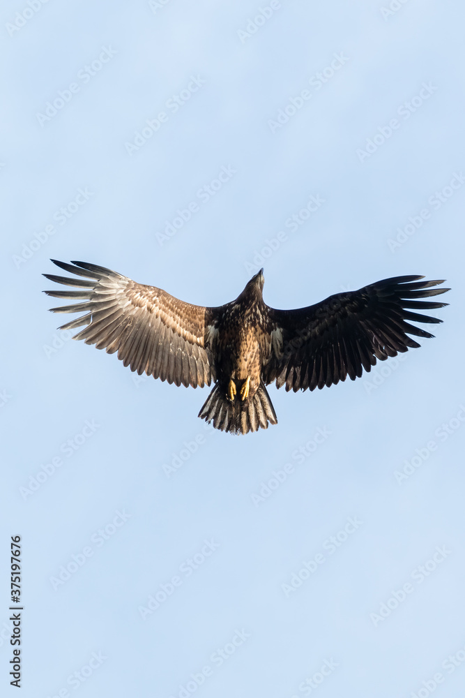 Naklejka premium Bielik Haliaaetus albicilla król nieba