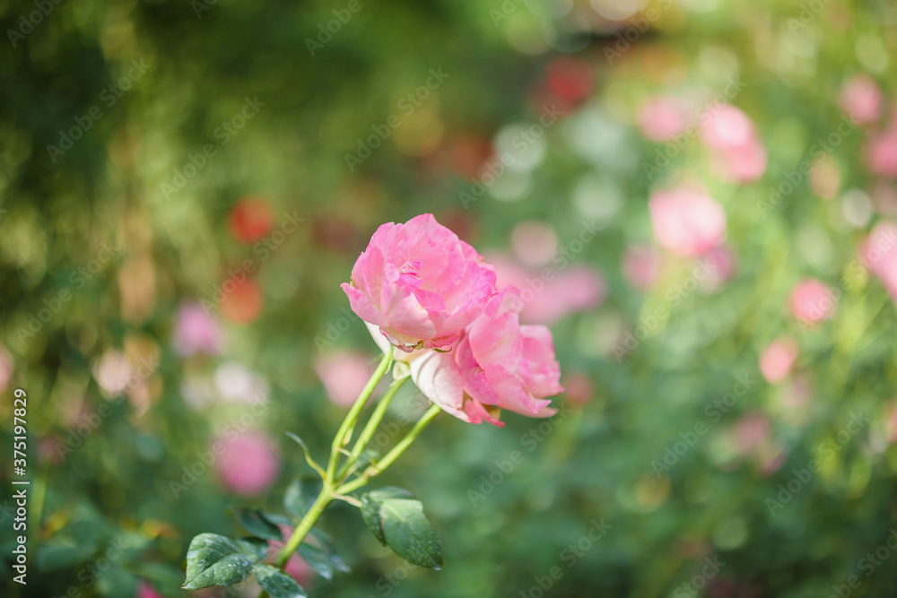 Obraz premium Beautiful pink roses flower in the garden