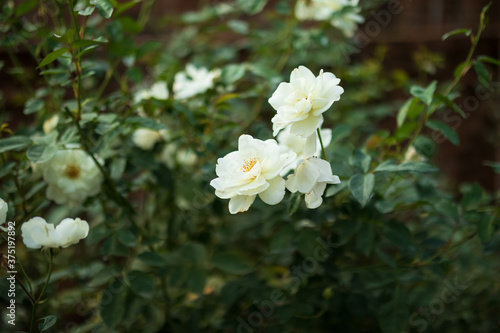 Beautiful white roses flower in the garden