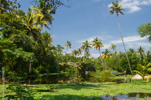 river in the jungle of allepey, south india photo