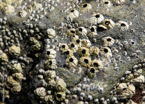 Barnacles growing on the surface of a rock