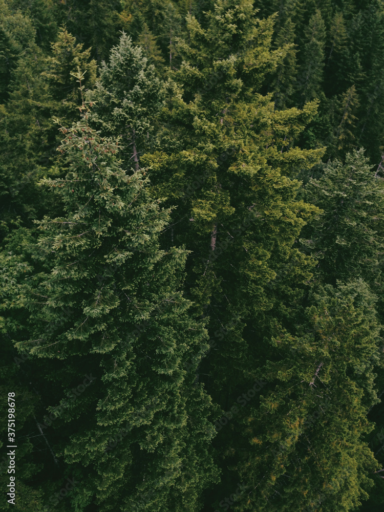 Dense Forest Dense Forest