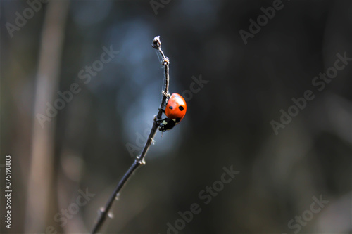 ladybug on a blade of grass © KonzioRo