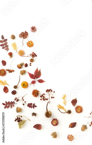 Autumn background top view. dried flowers and leaves isolated on white background. Flat lay, copy space. Autumn, fall concept. 