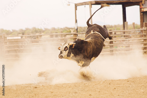 A rodeo bucking bull bucks in a dirt arena.